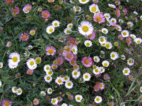 Erigeron karvinskianus